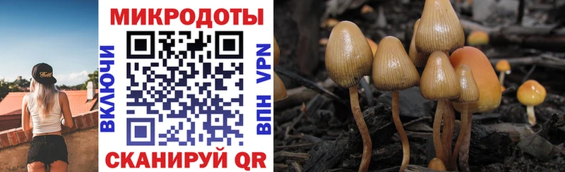 Псилоцибиновые грибы Cubensis  Арск 
